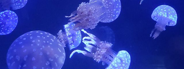 初華🦥さんの壁紙画像