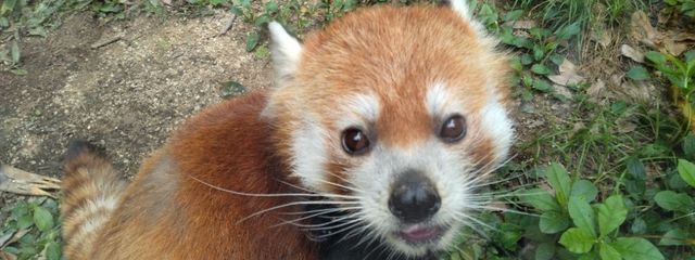 センリさんの壁紙画像