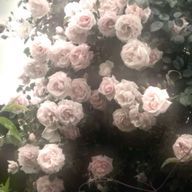 𝘢𝘳𝘪𝘴𝘶 .さんのアイコン画像