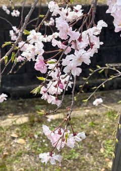 もう一度、ここで