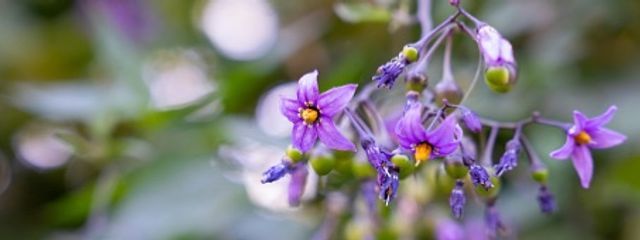 ⚠️ Drug ☠さんの壁紙画像