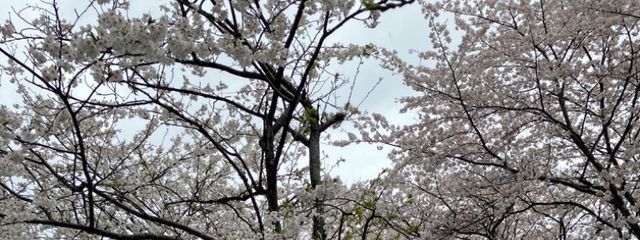 furusanさんの壁紙画像