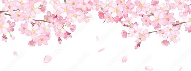 桜音羽さんの壁紙画像