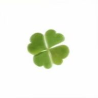 🍀︎さんのアイコン画像