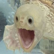 ꘜ Ａｇｏ ꘜさんのアイコン画像