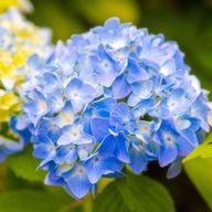 紫 陽 花 ＿ 。さんのアイコン画像