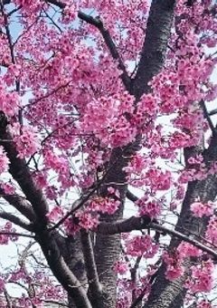 蒼のプロセカでの日常