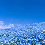 ネモフィラ　さんのアイコン画像