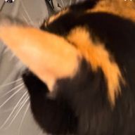 音色さんのアイコン画像