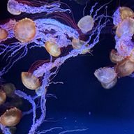 夢園　ふわ　．@あいこんじゅんびちゅ〜さんのアイコン画像