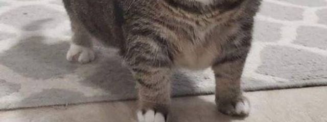 ぽてとさんの壁紙画像