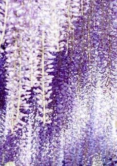 蓬莱への鎮魂歌