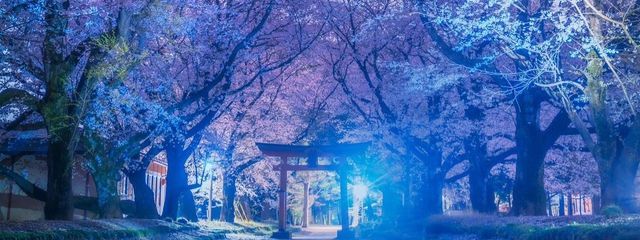姫愛さんの壁紙画像