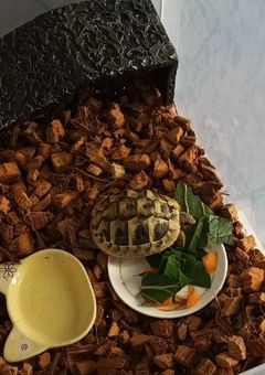 爬虫類部屋