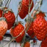 ラサールココアさんのアイコン画像