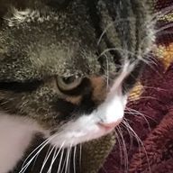 ぱぱんがぱんださんのアイコン画像