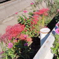 あるさんのアイコン画像