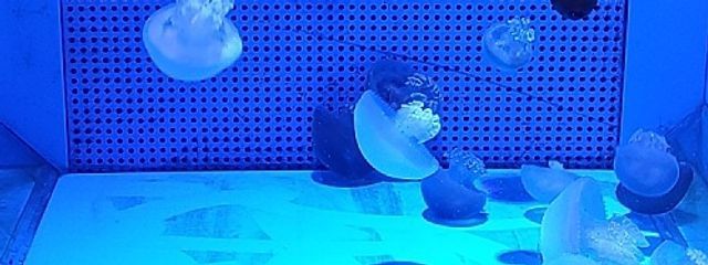 kumo♧さんの壁紙画像