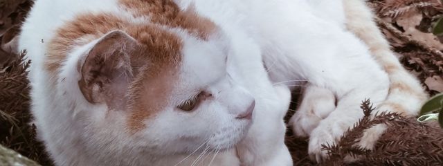 旨み成分さんの壁紙画像