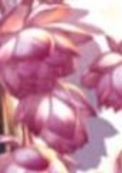 ツイステ 夢漫画 監督生総受け