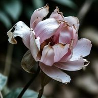 無花果さんのアイコン画像