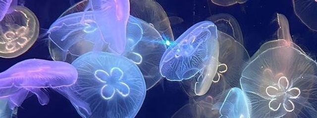 ぱいなぽぉ↑🍍さんの壁紙画像