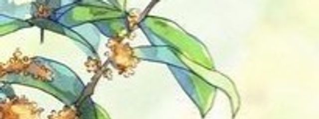 若竹てんむすさんの壁紙画像