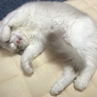 ダブルゴットハンドさんのアイコン画像
