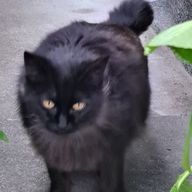 ★はるる★(知的障害者)さんのアイコン画像