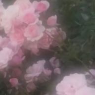 Sanaさんのアイコン画像