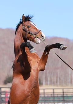 競走馬ウマ娘化計画