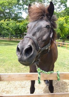 ウマ娘イラスト