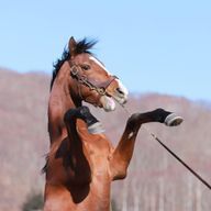 くま太さんのアイコン画像