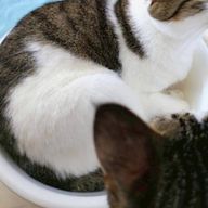 離娘さんのアイコン画像