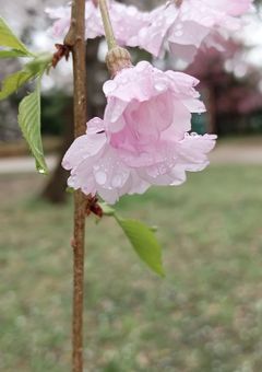 未成年の主張【参加型準備用】