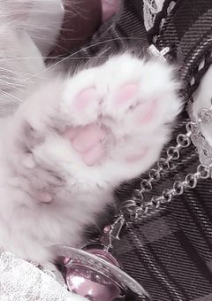 ✧︎ ────  はつと ~ こ ~  ──── ✧︎