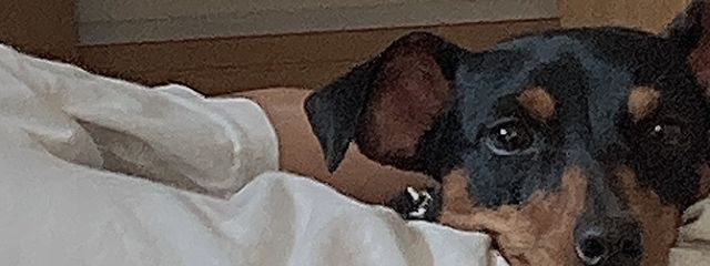 (՞ . .՞)੭さんの壁紙画像