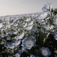 ぷりんたるとさんのアイコン画像