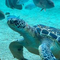 花凛さんのアイコン画像