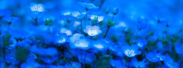 媌楼（もくろ）さんの壁紙画像