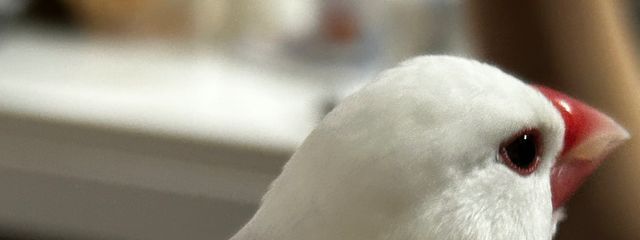 まっちゃさんの壁紙画像