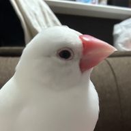 まっちゃさんのアイコン画像