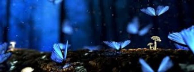 🦋shocora🍫さんの壁紙画像