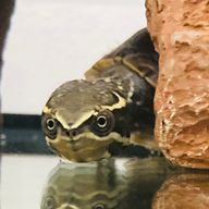 カメさんのアイコン画像