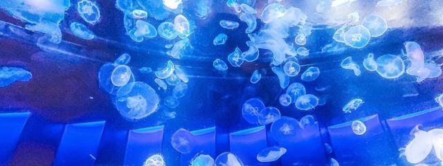 鈴姫(ฅ*'ᵕ'*ฅ)さんの壁紙画像