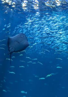 雑談＆イラストルーム