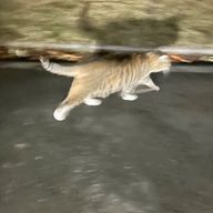 セーラーフェチ推し#️⃣フォロバ１００%さんのアイコン画像