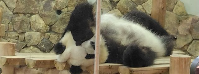 ウーパールーパーの成れの果てぇさんの壁紙画像