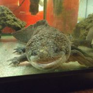 ウーパールーパーの成れの果てぇさんのアイコン画像