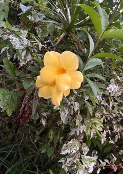 一言だけいうへや